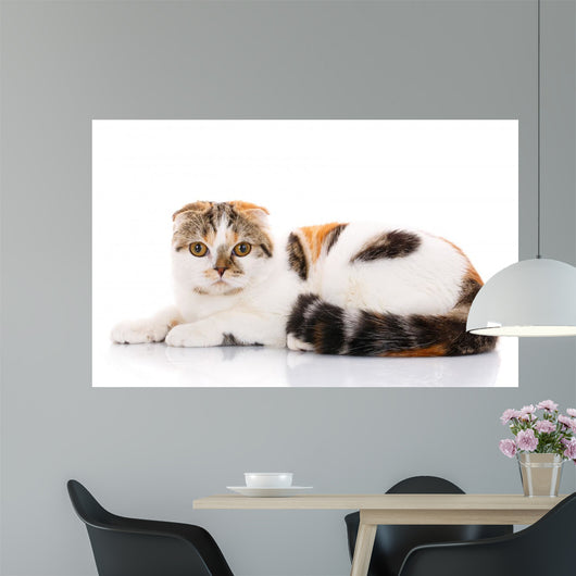 Scottish Fold Cat Lying Wall Decal