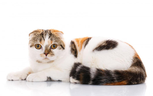 Scottish Fold Cat Lying Wall Decal