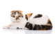 Scottish Fold Cat Lying Wall Decal