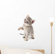 Small gray kitten. Wall Decal