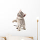 Small gray kitten. Wall Decal