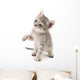 Small gray kitten. Wall Decal