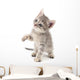 Small gray kitten. Wall Decal