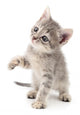 Small gray kitten. Wall Decal
