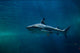 Blacktip Reef Shark Carcharhinus Wall Decal Design 2