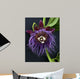 Passion Flower, Giant Granadilla Wall Mural