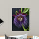 Passion Flower, Giant Granadilla Wall Mural