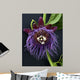 Passion Flower, Giant Granadilla Wall Mural