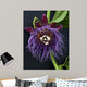 Passion Flower, Giant Granadilla Wall Mural