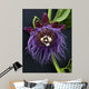 Passion Flower, Giant Granadilla Wall Mural