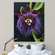 Passion Flower, Giant Granadilla Wall Mural