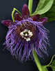 Passion Flower, Giant Granadilla Wall Mural