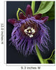 Passion Flower, Giant Granadilla Wall Mural
