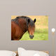 Draft Horse Wall Mural