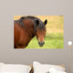 Draft Horse Wall Mural