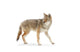 Coyote Wall Decal