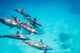 Pod Spinner Dolphins Stenella Wall Decal