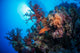 Grouper Watches Warily Reef Wall Decal