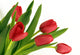 Red tulips Wall Decal