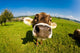 cow, funny fisheye nose close up Wall Mural