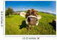 cow, funny fisheye nose close up Wall Mural