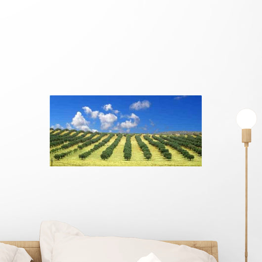 Olive Trees Field Wall Decal