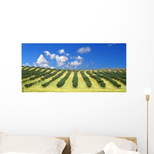 Olive Trees Field Wall Decal