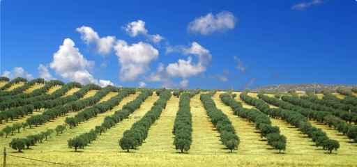 Olive Trees Field Wall Decal