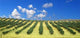Olive Trees Field Wall Decal
