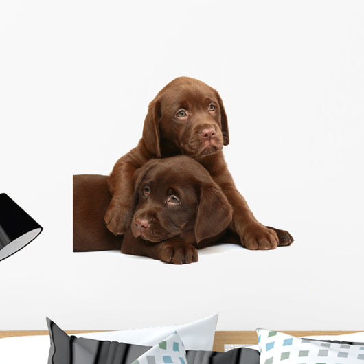 Two puppies Labrador retriever on a white background. Wall Decal