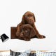 Two puppies Labrador retriever on a white background. Wall Decal