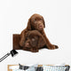 Two puppies Labrador retriever on a white background. Wall Decal