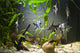 Freshwater Aquarium Wall Mural