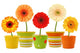 Flower Decals - Potted Gerbera Daisies Wall Decal