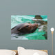 Great Face of a Sea Lion with Whiskers Wall Mural