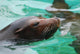 Great Face of a Sea Lion with Whiskers Wall Mural
