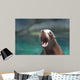 Cute Sea Lion With His Mouth Wide Wall Mural