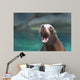 Cute Sea Lion With His Mouth Wide Wall Mural