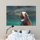Cute Sea Lion With His Mouth Wide Wall Mural