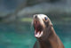 Cute Sea Lion With His Mouth Wide Wall Mural