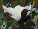 Magnolia Wall Mural