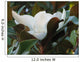 Magnolia Wall Mural