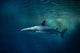 Blacktip Reef Shark Carcharhinus Wall Decal Design 1
