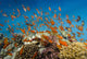 Coral Fish Reef Scape Wall Decal