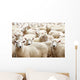 Herd Sheep Wall Decal