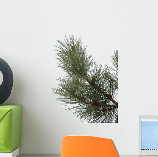 Sosna Pine Wall Decal