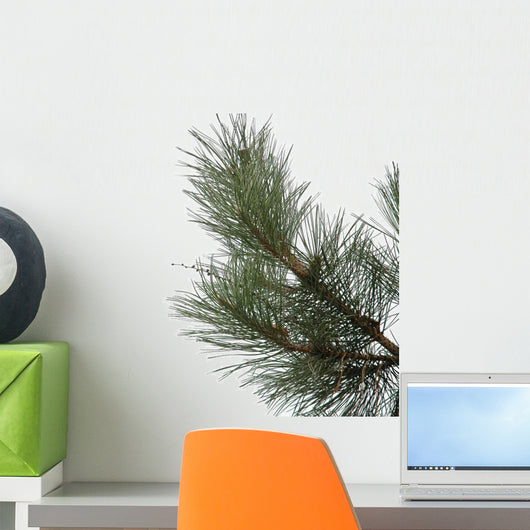 Sosna Pine Wall Decal