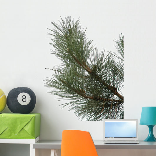 Sosna Pine Wall Decal