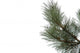 Sosna Pine Wall Decal