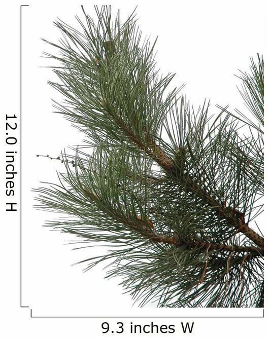 Sosna Pine Wall Decal